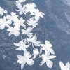 Логотип телеграм канала @birds_wingie — птичий грипп