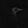 Логотип телеграм канала @birdseatbaby — Birds Eat Baby