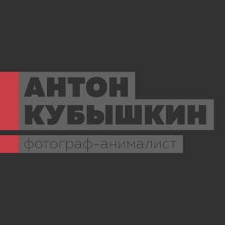 Логотип телеграм канала @birdspb — Антон Кубышкин