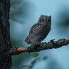 Логотип телеграм канала @birdstour — Birds Tour
