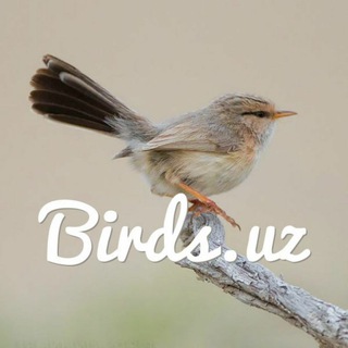 Логотип телеграм канала @birdsuz — Birds.uz
