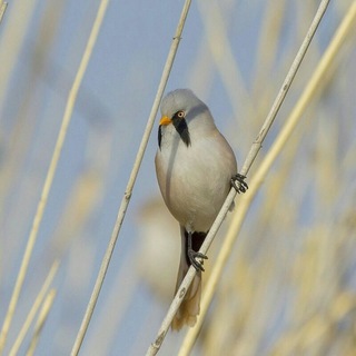 Логотип телеграм канала @birdwatcher74 — Записки бёрдвотчера