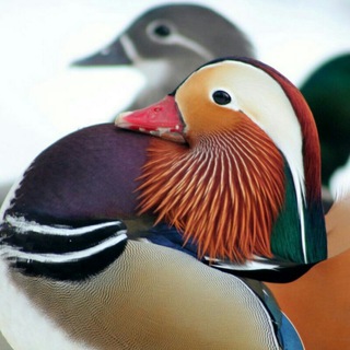Логотип телеграм канала @birdwatchingposad — Мандаринка - Birdwatcing Сергиев Посад