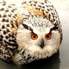 Логотип телеграм канала @birs123 — BIRS CHANNEL
