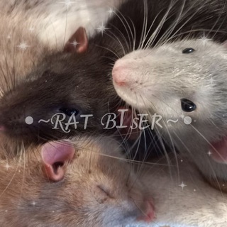 Логотип телеграм канала @biser_rat — •~Rᴀᴛ Bɪsᴇʀ~• закрыто
