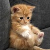 Telegram channel ⁺ᯏʙᴇᴀᴅs.sᴀᴍɪ🎗️ logo