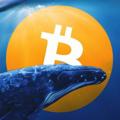 Logo saluran telegram bitcoinwhalepumpsignals — Bitcoin Whale Pumps and Signals