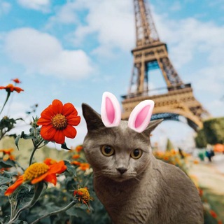 Логотип телеграм канала @bitty07012022 — Bitty Kitty