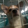 Логотип телеграм канала @bizconnectt — Корги Теди | Corgi Teddy
