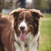 Логотип телеграм канала @bklucky1 — 🤍Border collie Lucky🤍