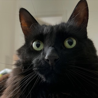 Логотип телеграм канала @black_cat_joseph — Разбиватель сердец Йозеф