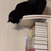 Логотип телеграм канала @black_cat_read — Чёрный Кот читает | Black Cat read