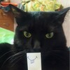 Логотип телеграм канала @black_humor_today — Чёрный юмор и не только 🏴