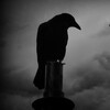 Логотип телеграм канала @black_raven_ru — Black Raven