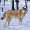 Логотип телеграм канала @blackcanadianwolf — Wolend Breed