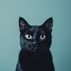 Логотип телеграм канала @blackcat55 — Чёрный кот | Банкротство | Омск