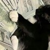Логотип телеграм канала @blackd1plom — жизнь с чёрным дипломом