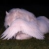 لوگوی کانال تلگرام blackforroses — 𝙱𝚕𝚊𝚌𝚔 𝚛𝚘𝚜𝚎🌙