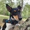 Logo of telegram channel blackidrt — Jack Russell Blacki