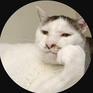 Логотип телеграм канала @blackkiskis_canal — 🐈Blackkiskis канал🐈