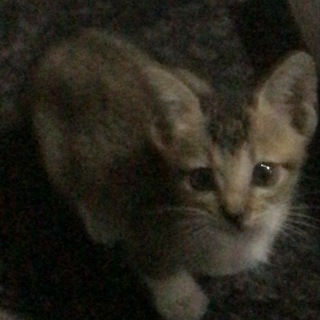 Логотип телеграм канала @blackloveru — Чёрная любовь| Бесконечная любовь