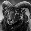 Logo of telegram channel blacksheeppatriots — Black Sheep Patriots