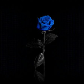 Логотип телеграм канала @blackwallpapers — Черные обои