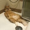 Логотип телеграм канала @blinchick_the_cat — Блинчик