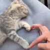 Логотип телеграм канала @blog_e_mily — at Эmily 🫂