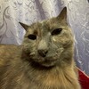 Логотип телеграм канала @bloglaryski — Блог Ларисы