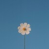 Логотип телеграм канала @bloompagetg — Bloom