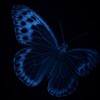 لوگوی کانال تلگرام blue_butterfly_mi — 𝓑𝓵𝓾𝓮🦋