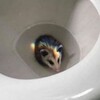 Logo of telegram channel blueopossum — Blue OposSum
