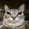 Telegram channel soju bomb 이상하죠… logo