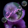 لوگوی کانال تلگرام bnamdoost — 🖤بنام دوست🖤