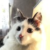Логотип телеграм канала @bobamakar — Бобкабоб