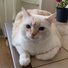 Логотип телеграм канала @boevoy88 — На кромке лезвия