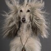 Логотип телеграм канала @bogemian_dog — Богемный Пес