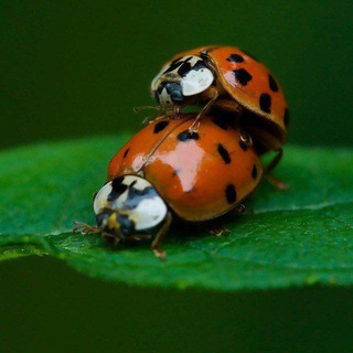 Логотип телеграм канала @boginya_org — Багиня.орг форум - канал @Boginya_org