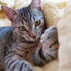 Логотип телеграм канала @bonnihelp — Бонни help