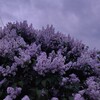 Логотип телеграм канала @boookkkkkkkkkkk — ♡зависимая от книг♡