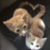 Логотип телеграм канала @boostshop234 — wasqt