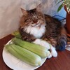Логотип телеграм канала @boosty_vato — Бусти Ватоадмина (извините)