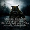Telegram kanalining logotibi bori_wolf_volk — 🐺 BORI WOLF VOLK 🐺
