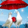 Telegram kanalining logotibi boron555 — ❤️❤️Яқинларим омон бўлсинлар ❤️❤️