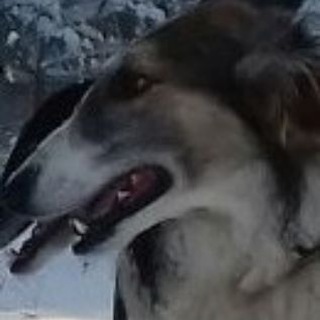 Логотип телеграм канала @borzoi_kaliningrad — Русские псовые борзые