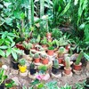 Логотип телеграм канала @bot_sad_amursk — Ботанический сад Амурск🌴🌵☘