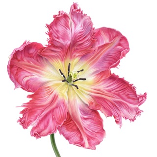 Логотип телеграм канала @botanical_watercolor — Ботаническая живопись со Светланой Лансе