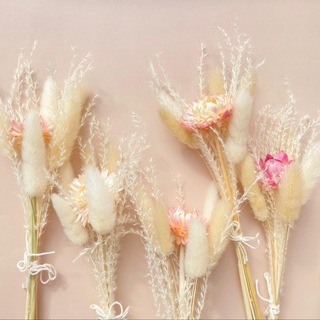 Логотип телеграм канала @botanikstudio — botanicstudio.spb