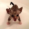 Логотип телеграм канала @botsmmhelp — Видео с котами(смешные)🐱